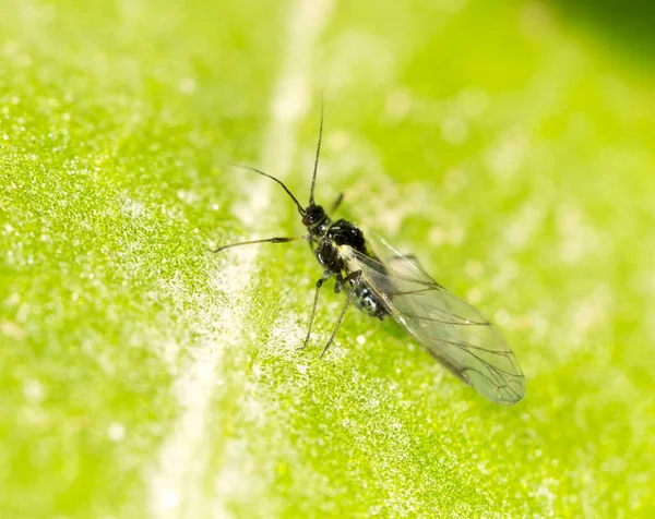 Voler Sur Une Feuille Verte Macro Dans Parc Dans Nature — Photo