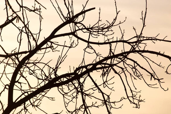 Голі Гілки Дерева Заході Сонця — стокове фото