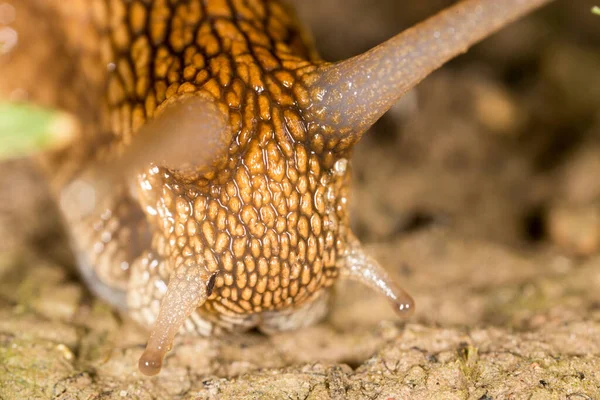 Detail Van Een Slak Natuur Supermacro — Stockfoto