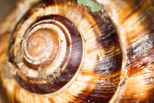 Caracol Como Fondo Super Macro Foto Una Textura Abstracta — Foto de Stock