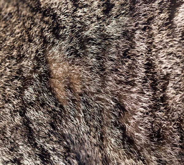 Pêlo Gato Como Fundo Textura Foto Uma Textura Abstrata — Fotografia de Stock