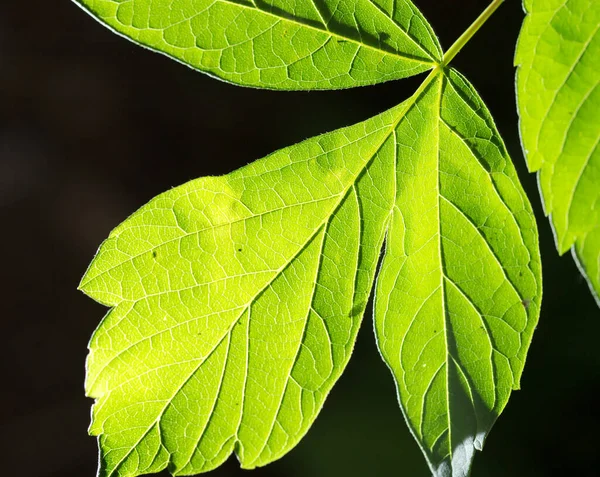 Beautiful Leaf Black Outdoors Park Nature — Stock Photo, Image