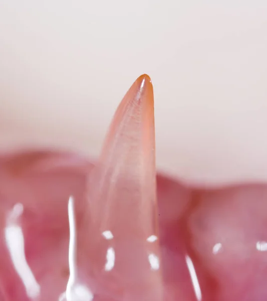 Teeth Pike Fish Super Macro Photos Studio — Stock Photo, Image