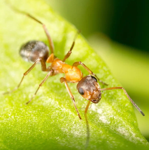 Mier Een Groen Blad Macro Het Park Natuur — Stockfoto