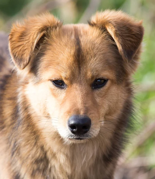 Ritratto Cane Sulla Natura — Foto Stock