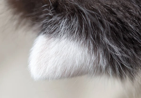 Oreja Gatito Pequeño Naturaleza Fotos Estudio —  Fotos de Stock