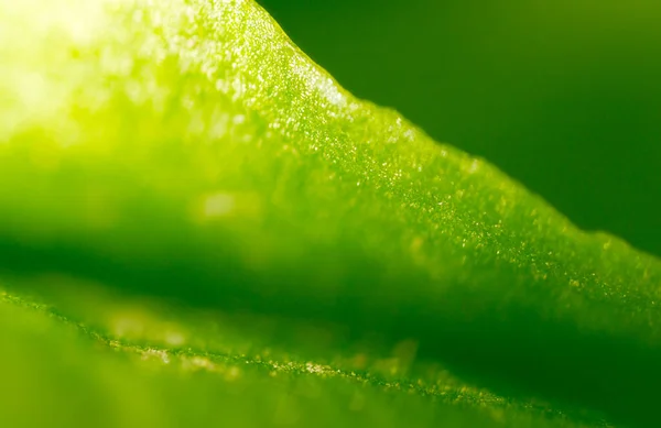 Hoja Verde Como Fondo Macro Parque Naturaleza —  Fotos de Stock