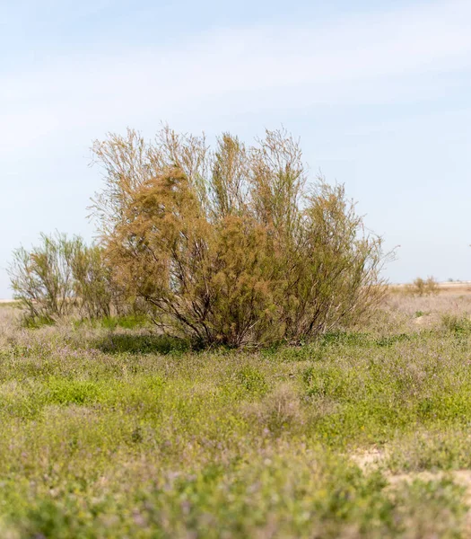 Árbol Coníferas Desierto Parque Naturaleza — Foto de Stock