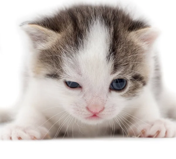 Petit Chaton Sur Fond Blanc Photos Studio — Photo