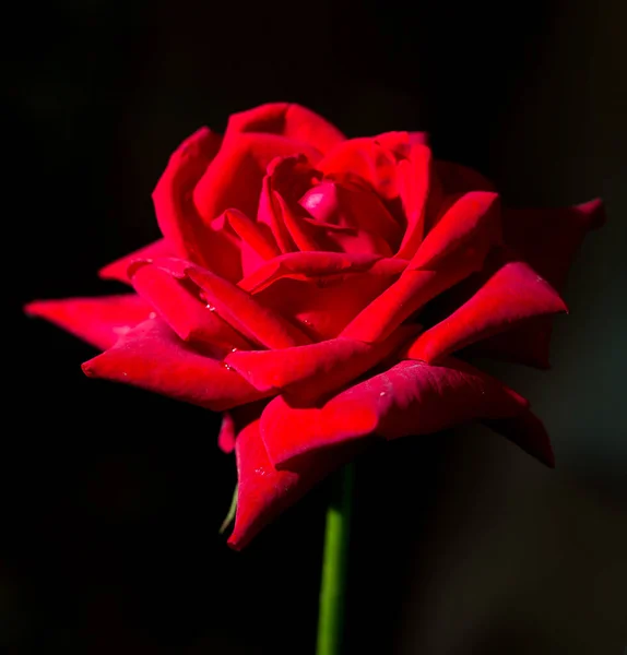 Hermosa Rosa Roja Sobre Fondo Negro —  Fotos de Stock