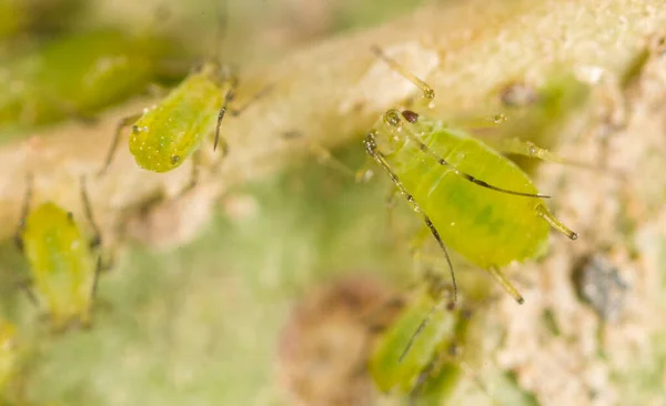 Extreme Vergrößerung Grüne Blattläuse Einer Pflanze — Stockfoto