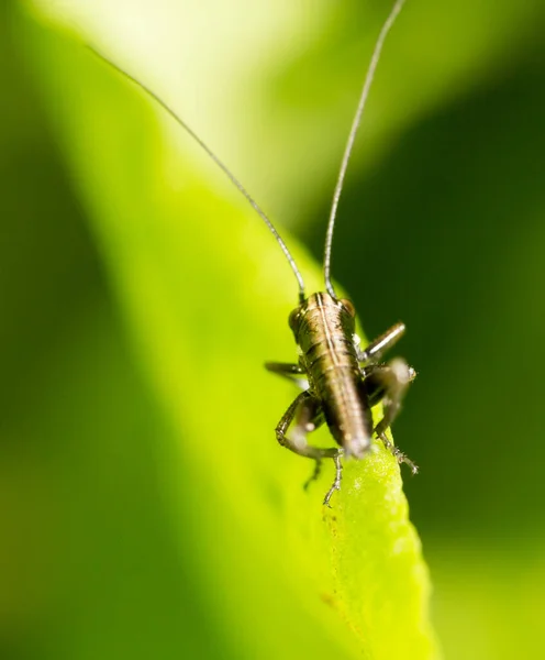 Kobylka Zeleném Listu Makro Parku Přírodě — Stock fotografie