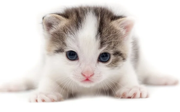 Petit Chaton Sur Fond Blanc Photos Studio — Photo