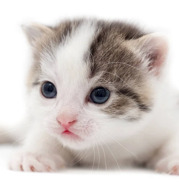 Mały Kotek Białym Tle Zdjęcia Studio — Zdjęcie stockowe