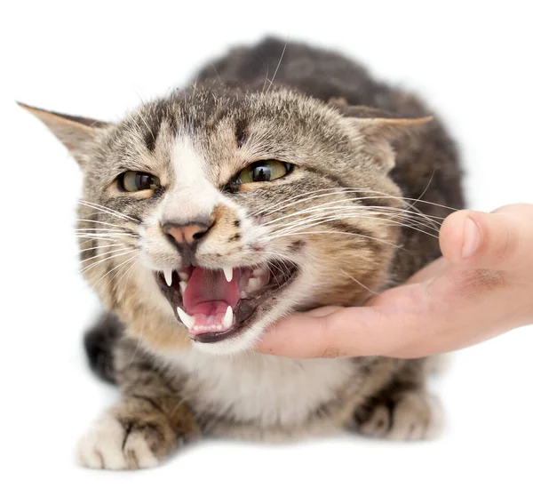 Hand Streichelt Eine Katze Auf Weißem Hintergrund — Stockfoto