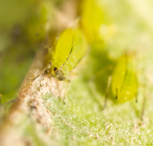 Extreme magnification - Green aphids on a plant .