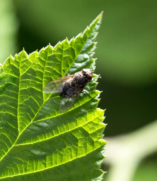 Fly Green Leaf Nature Marco — Stock Photo, Image