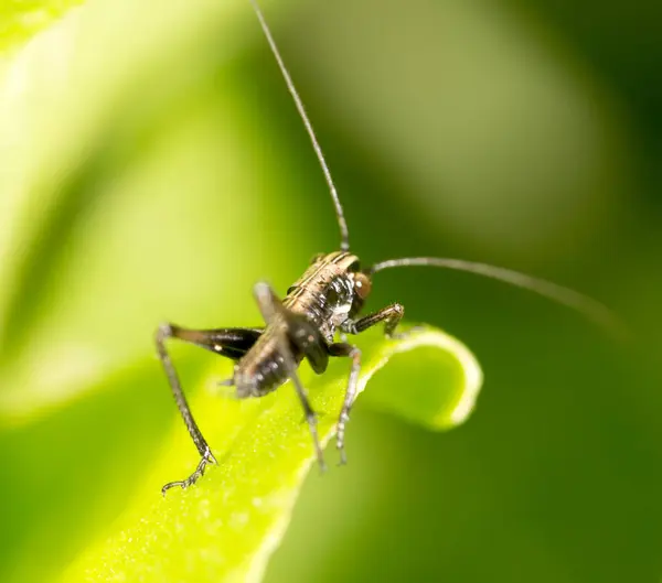 Sprinkhaan Een Groen Blad Macro Het Park Natuur — Stockfoto