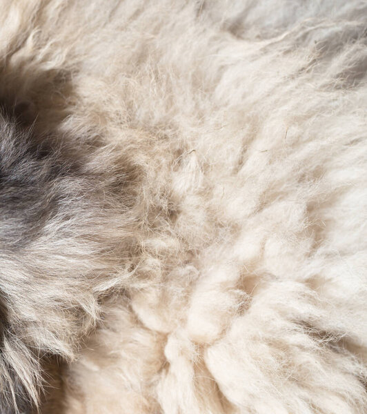 dog fur as background. texture . Photo of an abstract texture
