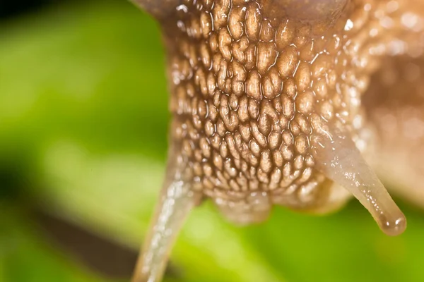 自然界中蜗牛的细节 超级宏观 — 图库照片