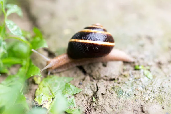 Snail Ground Nature Park Nature — Stock Photo, Image