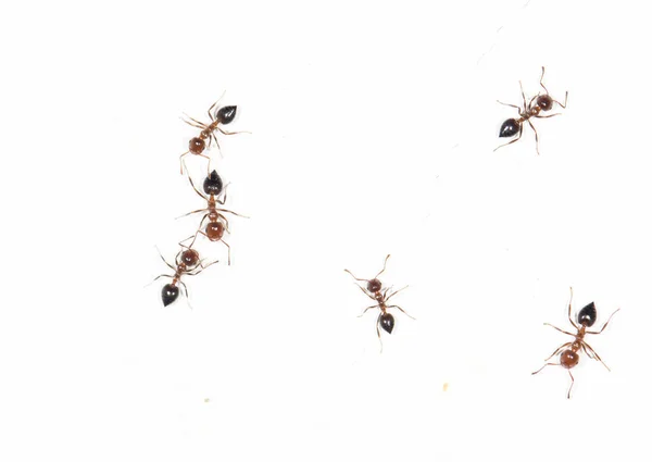 Hormigas Una Pared Blanca Fotos Estudio — Foto de Stock