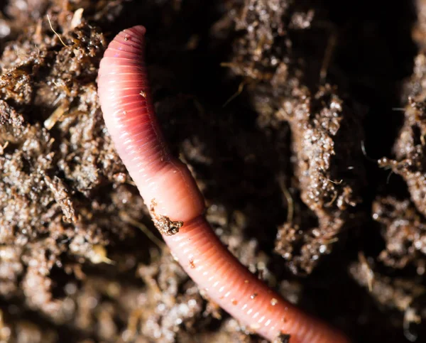 Red Worms Compost Macro Park Nature — Stock Photo, Image