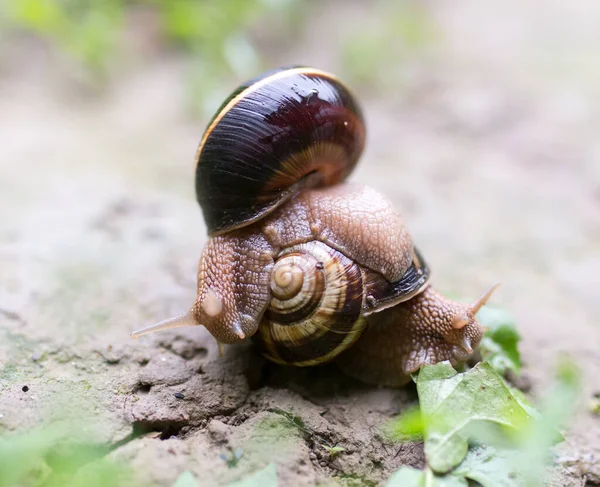 Snail Ground Nature Park Nature — Stock Photo, Image