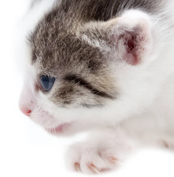 Beyaz Arka Planda Küçük Bir Kedi Yavrusu Fotoğraflar Stüdyoda — Stok fotoğraf