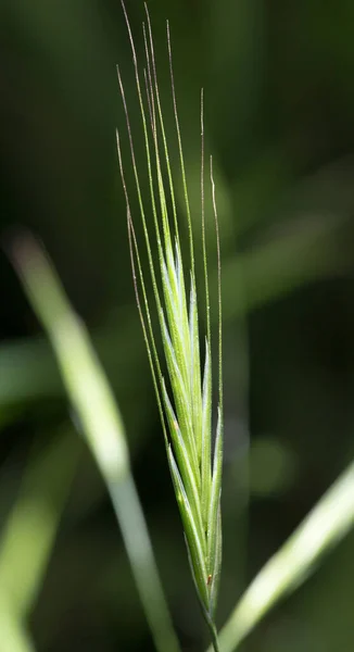 Gröna Majs Gräset Naturen — Stockfoto