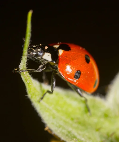 Ladybug Plant Nature — Stock Photo, Image