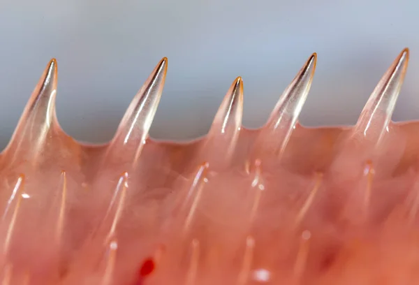 Denti Pesce Luccio Super Macro Foto Studio — Foto Stock