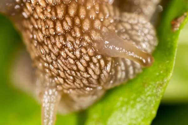 Detail Šneka Přírodě Super Makro — Stock fotografie