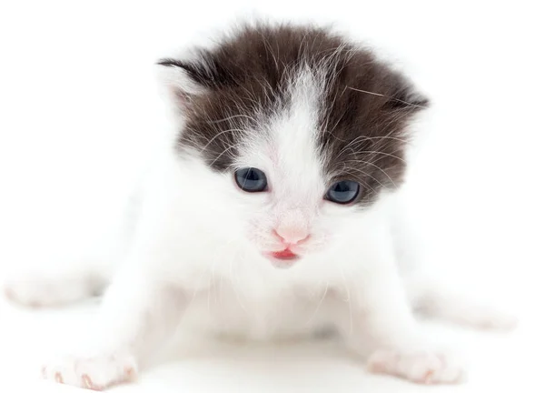 Petit Chaton Sur Fond Blanc Photos Studio — Photo