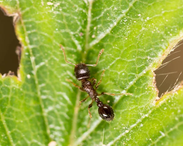 Ameise Auf Einem Grünen Blatt Makro Park Der Natur — Stockfoto