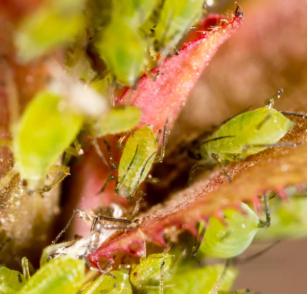 Aumento Extremo Áfidos Verdes Una Planta —  Fotos de Stock