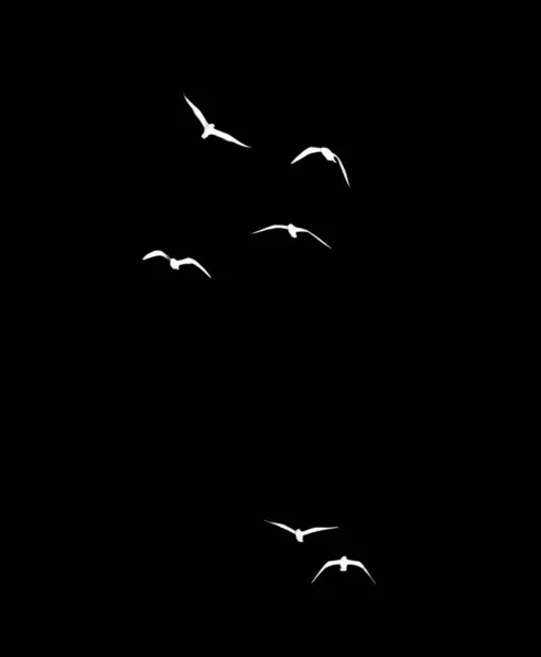 Silhouette Flock Birds Black Background — Stock Photo, Image