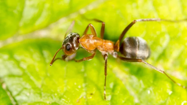 Ant Green Leaf Macro Park Nature — Stock Photo, Image