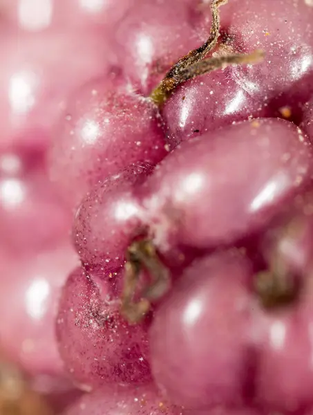 Berry Mulberry Trees Backdrop Macro — Stock Photo, Image