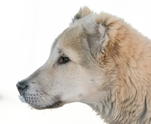 Porträtt Hund Naturen — Stockfoto