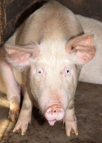 Porträt Einer Schweinemastanlage Park Der Natur — Stockfoto