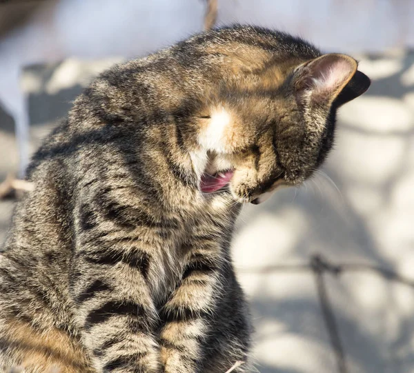 Kočka Střeše Domu Přírodě — Stock fotografie