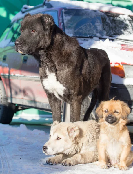 Portrait Three Dogs Nature Park Nature Royalty Free Stock Images