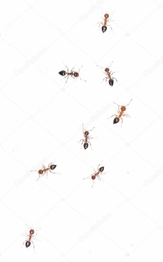 ants on a white wall . Photos in the studio