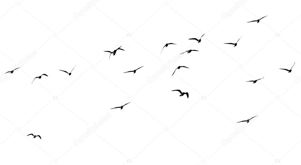 silhouette of a flock of birds on a white background .