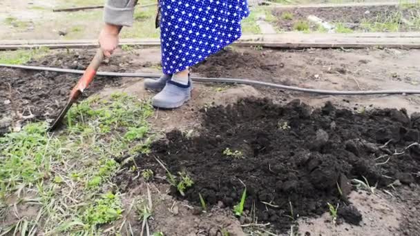 Filmati Ritagliati Donna Che Spalava Terreno Giardino — Video Stock