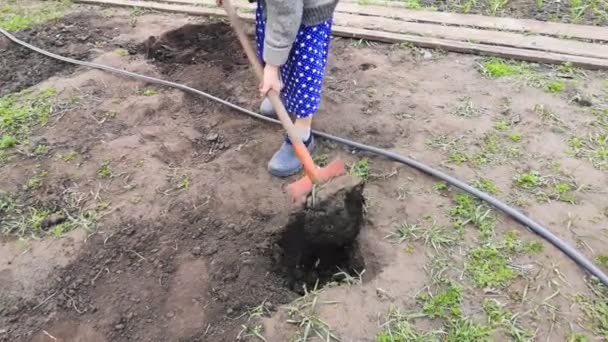 Cropped Footage Woman Shoveling Soil Garden — Stock Video