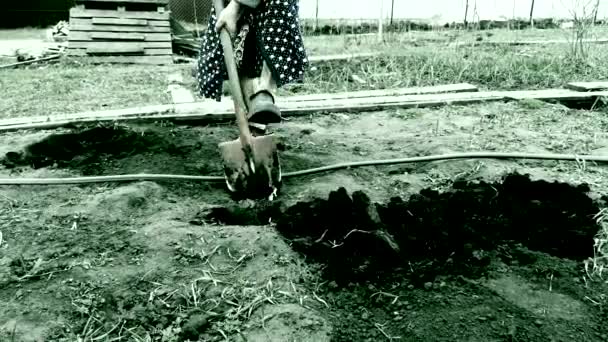 Cropped Footage Woman Shoveling Soil Garden — Stock Video