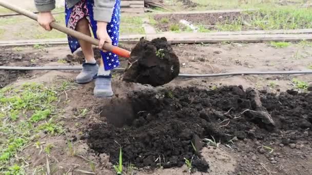 Κομμένο Υλικό Από Γυναίκες Που Φτυαρίζουν Χώμα Στον Κήπο — Αρχείο Βίντεο