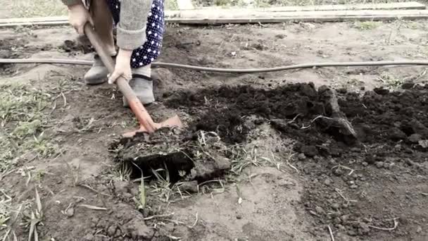 Filmati Ritagliati Donna Che Spalava Terreno Giardino — Video Stock